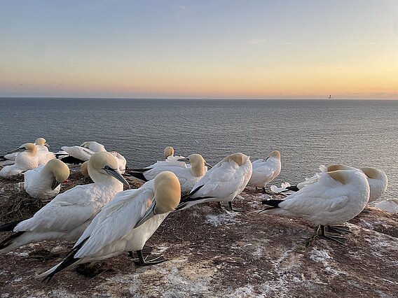 Eine Kolonie Basstölpel auf einem Felsen im Oberland von Helgoland  