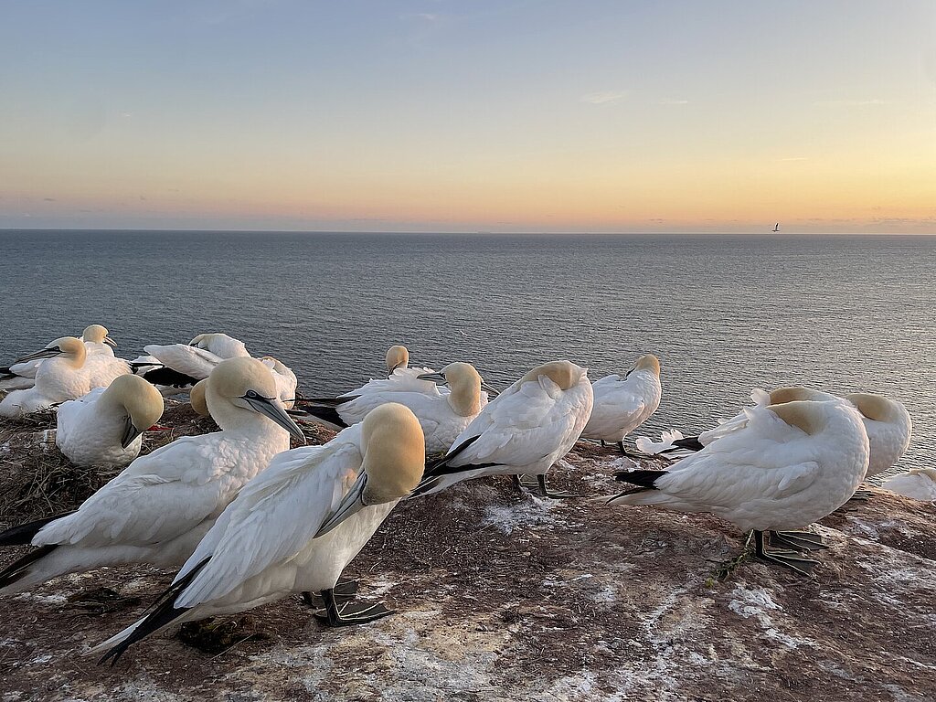Eine Kolonie Basstölpel auf einem Felsen im Oberland von Helgoland  